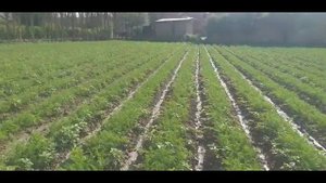 Sabzi ekish natijalari | Сабзи экиш натижалари | Результаты посадки моркови.08.05.2023