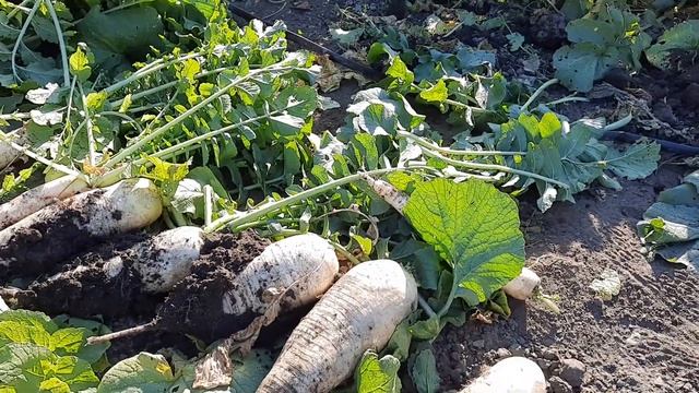 Дела осенние. Копаю, сажаю, мульчирую и тд... смотреть онлайн