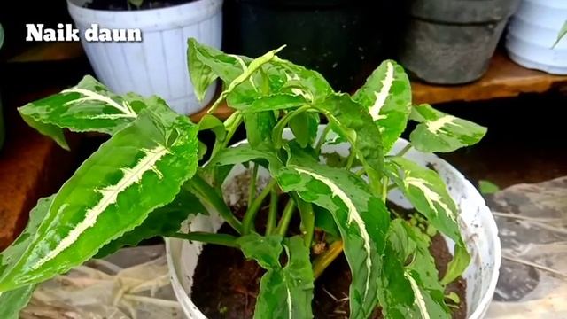 Tanaman hias Syngonium Wendlandii Bikin Dompet Tebal