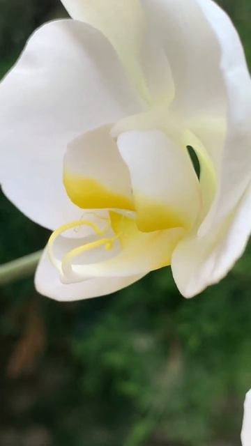 Цветы словно из воска 😮👍❤️ смотреть онлайн