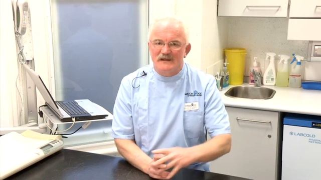 How To Identify Dog False Pregnancy