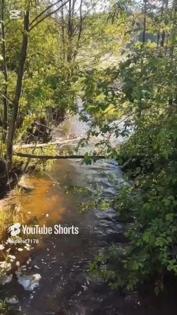 Соло вело маёвка по лесам трёх областей / Начало / Брянские леса #велопоход #велотуризм #велотрип