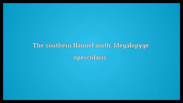 Rabbit moth Meaning смотреть онлайн