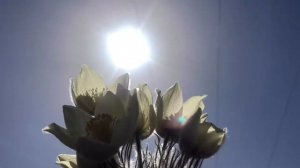 Ньургуьуннар 😍🌷🌷🌷