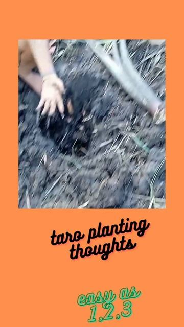 Planting taro by 8yr old смотреть онлайн