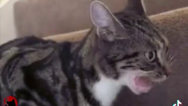 #кошки #cat #ржака #рек #ахахах #грусть смотреть онлайн