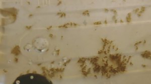 Наблюдаем за лечинкой Акары бирюзовой день 5. И начала вылупляться лечинка Коридораса Крапчатого