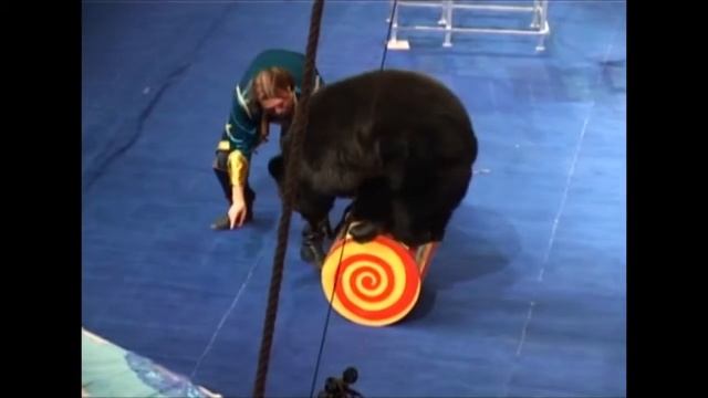 Живой медведь на передних лапах! 8(916)702-11-08 смотреть онлайн