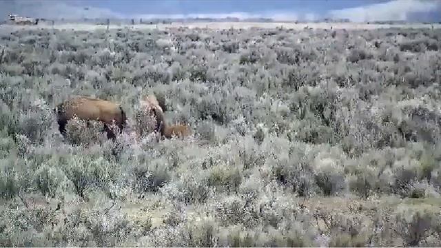 D&B Bison Ranch - Watch the Coyote walk by 4-25-18 смотреть онлайн