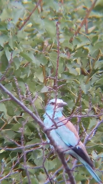 Indian roller bird #shorts by #faceofzhob смотреть онлайн