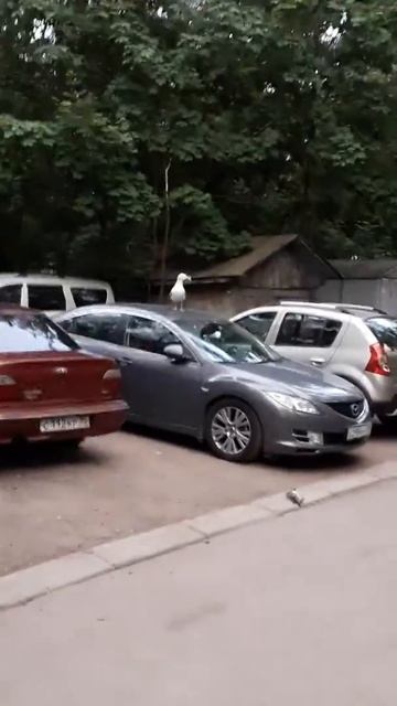 Чайка съела голубя и орет) (хичкок) смотреть онлайн