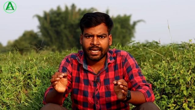 मिर्च मे थ्रिप्स को 5 मिनट में कंट्रोल करें ||Thrips control in chilli || Thrips ke liye dawai