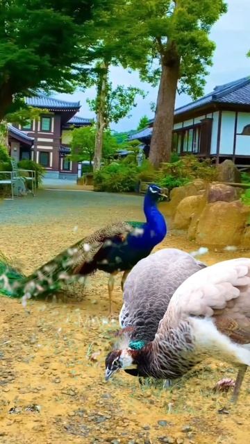 Bushbaby | ज़ेबरा जिराफ: जिराफ़ की नज़र में अनोखा जानवर | #facts #congo #forestguard #shorts смотреть онлайн