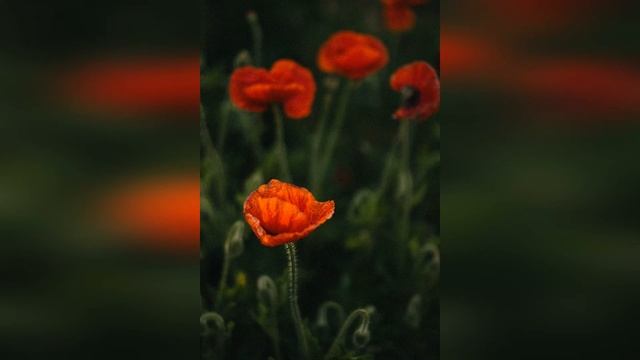 Цветочный рай смотреть онлайн