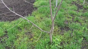 Секретный пакет😍 Делаем обрезку инжира🌿 Сдадим и разбогатеем🐌🐌Дом в станице🏠