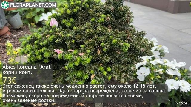 Доступные к покупке редкие хвойные голландского коллекционера Wiel Linssen