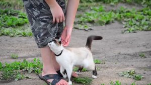 почему кошки потягиваются / интересные факты про кошек / все о кошках #кошка #кошки