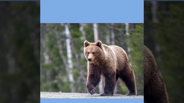 Кл_А - впечатление и настольгия. Vanessa Paradis. В.Высоцкий. Ю.Антонов смотреть онлайн