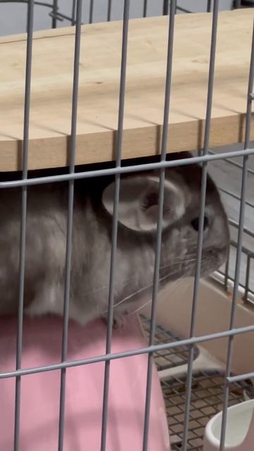 Barking Chinchilla смотреть онлайн