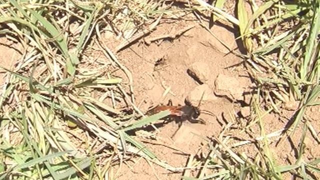 Digger Wasp mating • apareamiento avispa cavadora Engl. Esp. смотреть онлайн