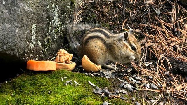 ВЕСНА ПРОСТРЕЛЫ БУРУНДУКИ смотреть онлайн