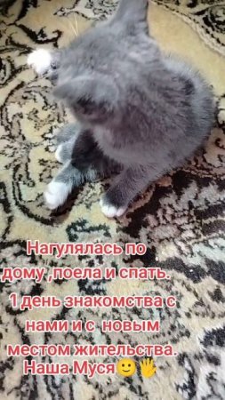 Муся😹