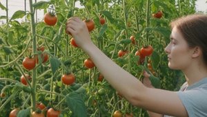 Как обламывать помидоры для увеличения урожая - Овощи