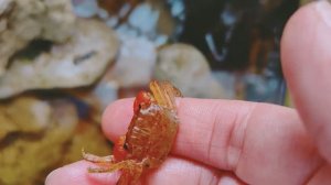 Крабы полиняли и повергли меня в шок