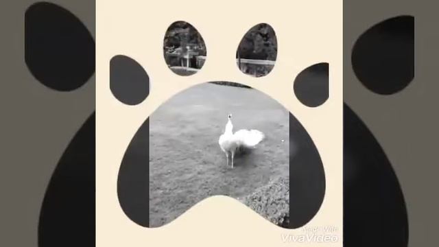 Pavo real blanco😍 смотреть онлайн
