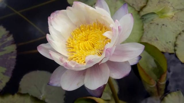 Nymphaea Atrans 2 день смотреть онлайн