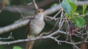 "ТРАВЫ ПАХНУТ МЯТОЮ"  Шувалова Светлана