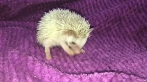 Африканский ежик!!!!