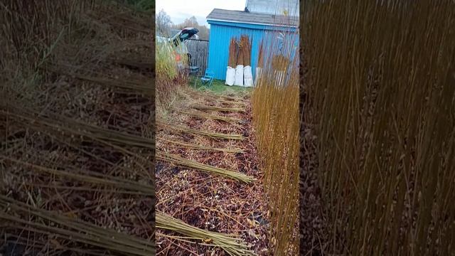 Уборка плантации ивы. Часть третья. Тот же участок... смотреть онлайн