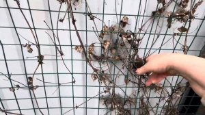 Обработка княжиков, весной! Легко, быстро, весело!