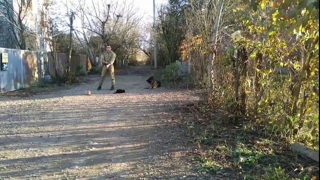 Дрессировка Немецкая овчарка смотреть онлайн