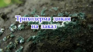 Триходерма дикая( лесная) на заказ