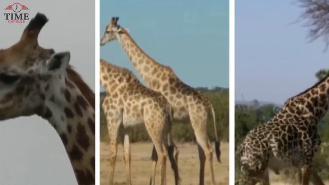 12 Abnormally Large Animals That Really Exist смотреть онлайн