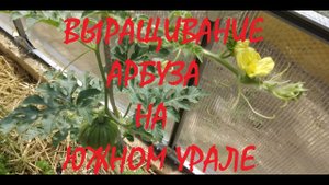 ВЫРАЩИВАНИЕ АРБУЗА НА ЮЖНОМ УРАЛЕ