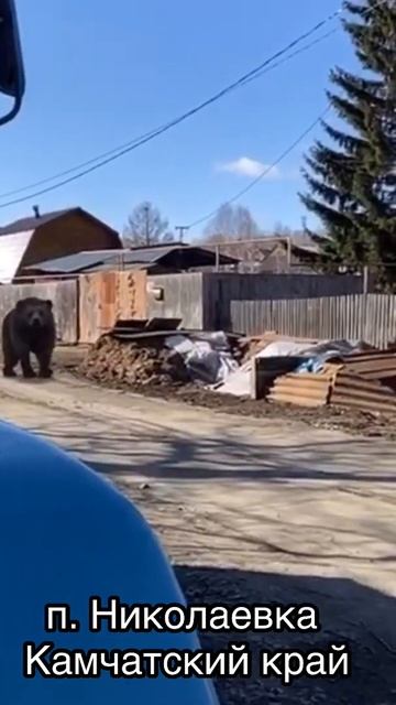 Медведь пришёл в деревню # Камчатка смотреть онлайн