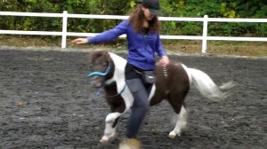 дрессированный пони