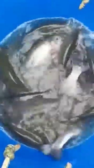 2.10.2021 Запуск Форели 300кг смотреть онлайн