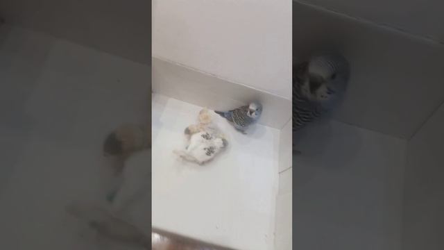 Гнездо волнистых попугаев. День 24. Моем лапки смотреть онлайн