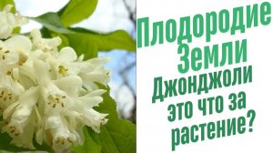 Джонджоли, что это?