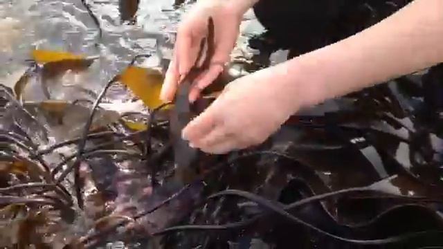 Oarweed смотреть онлайн