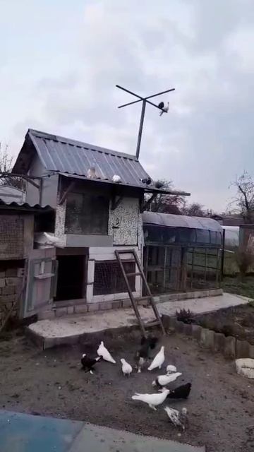Бойные голуби