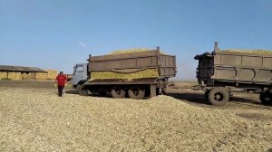 Заготовка силоса 2020! Силосный курган!