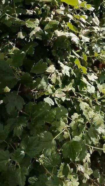 сбор урожая смотреть онлайн