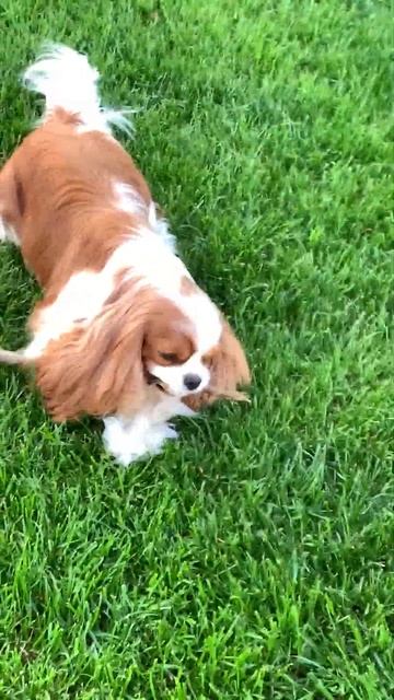 Cavalier King Charles Spaniel. A playful dog ?