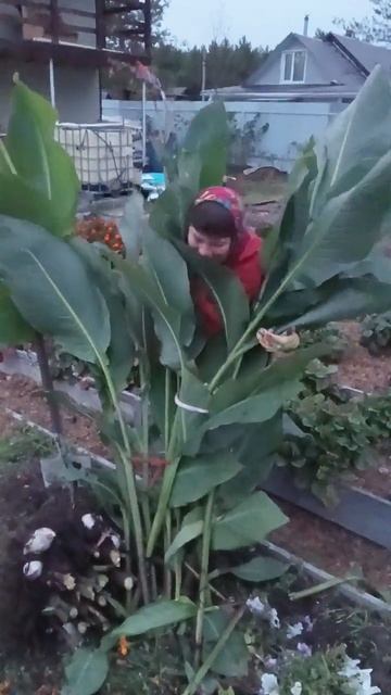 Канна на севере вымахала! #канны #цветынабалконе #цветынадаче #дачанаозере #житьвсочи #россия смотреть онлайн