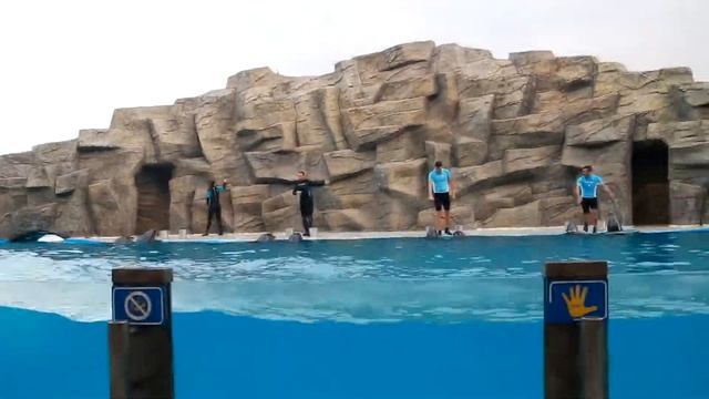 DOLPHIN SAVES A HUMAN! | Travel in Georgia, Batumi Dolphinarium